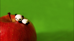 Panda bears apples Simple