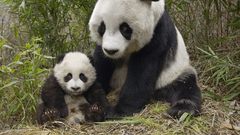 Panda bears cubs