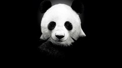 Panda bears monochrome