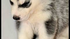 Panda high Resolution