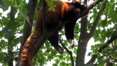 Panda red tiergarten schoenbrunn