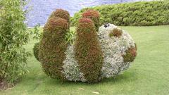 Panda shrubbery