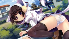 Panties nekomimi Anime