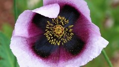 Papaver April 2010 crop