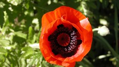 Papaver hey red flower