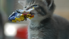 Paper cats garbage Kittens