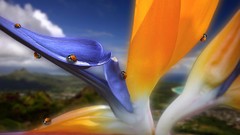 Paradise 3d bugs digital art