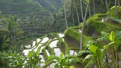 Paradise Eden Art mystic