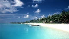 Paradise Islands palm trees