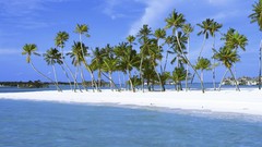Paradise Maldives palm trees