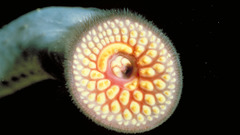 Parasite sea lamprey