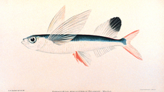 Parexocoetus brachypterus solander malolo