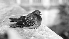 Paris Birds Pigeons sitting grayscale