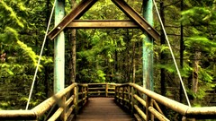 Park Canada British Columbia Bridges forests