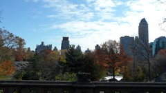 Park Central Park new york city forests