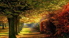 Park Trees fallen leaves fall