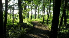 Park Trees road nature