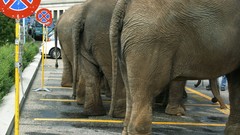 Parking elephants