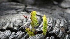 Parks national park National