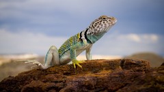 Parks national park National