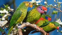parrot Animals Birds white flowers