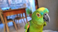 parrot Animals indoors Birds