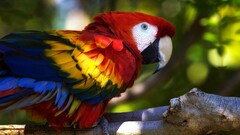 parrot Animals macaws Birds colorful branch