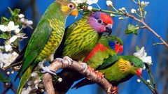 parrot Birds Animals branch Flowers Plants