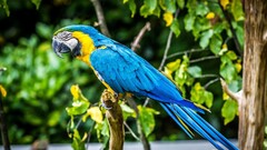 parrot Birds Animals macaws