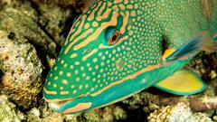 Parrot fish Aquarium and