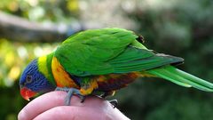 Parrot Green color hand