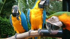 Parrots