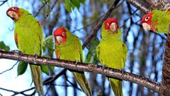 Parrots