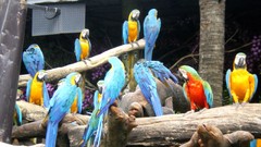 Parrots