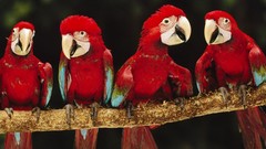Parrots