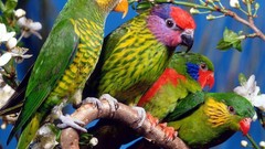 Parrots