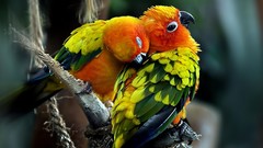 Parrots