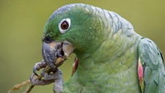 Parrots amazon peru Rainforest