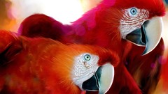 Parrots Birds artistic