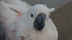 Parrots Birds umbrella cockatoo