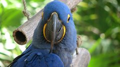 Parrots blue bird Birds