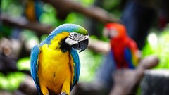 Parrots blurred background Blue-and-yellow Macaws