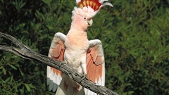Parrots feathers cockatoo