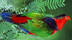 Parrots multicolor Birds