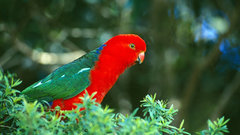 Parrots national geographic Australian