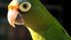 Parrots nature Birds