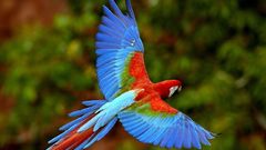 Parrots Scarlet Macaws multicolor