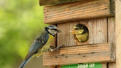 Parus caeruleus feeding high