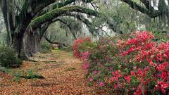 Path Flowers mystic place