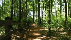 path forest fence dirt road dappled sunlight dirt outdoors Trees